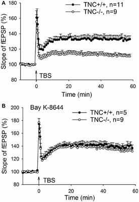 Impaired Fear Extinction Due to a Deficit in Ca2+ Influx Through L-Type Voltage-Gated Ca2+ Channels in Mice Deficient for Tenascin-C